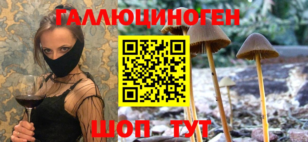 Кызыл  Галлюциногенные грибы Psilocybine cubensis  Псилоцибиновые грибы Psilocybine cubensis  Вход с VPN 